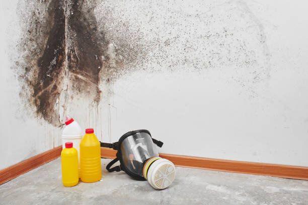 Best Mold Testing and Removal  in Fort Worth, TX