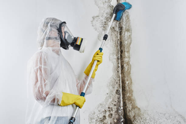 Best Commercial Mold Removal  in Fort Worth, TX