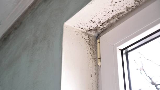 Best Toxic Mold Removal  in Fort Worth, TX