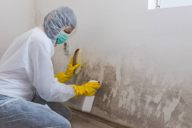 Professional Mold Removal in Fort Worth, TX