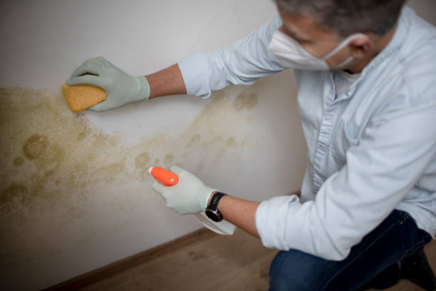 Best Residential Mold Removal  in Fort Worth, TX