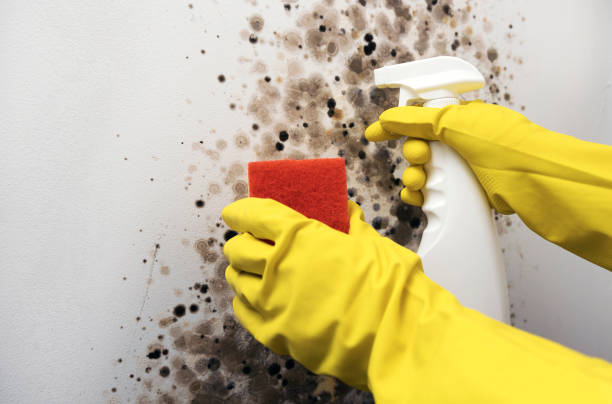 Best Mold Removal Near Me  in Fort Worth, TX
