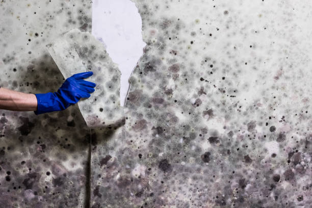Best Mold Cleaning Services  in Fort Worth, TX