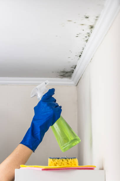 Best Mold Removal Company Near Me  in Fort Worth, TX