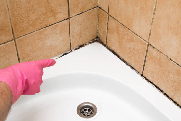 Best Best Mold Removal Companies  in Fort Worth, TX